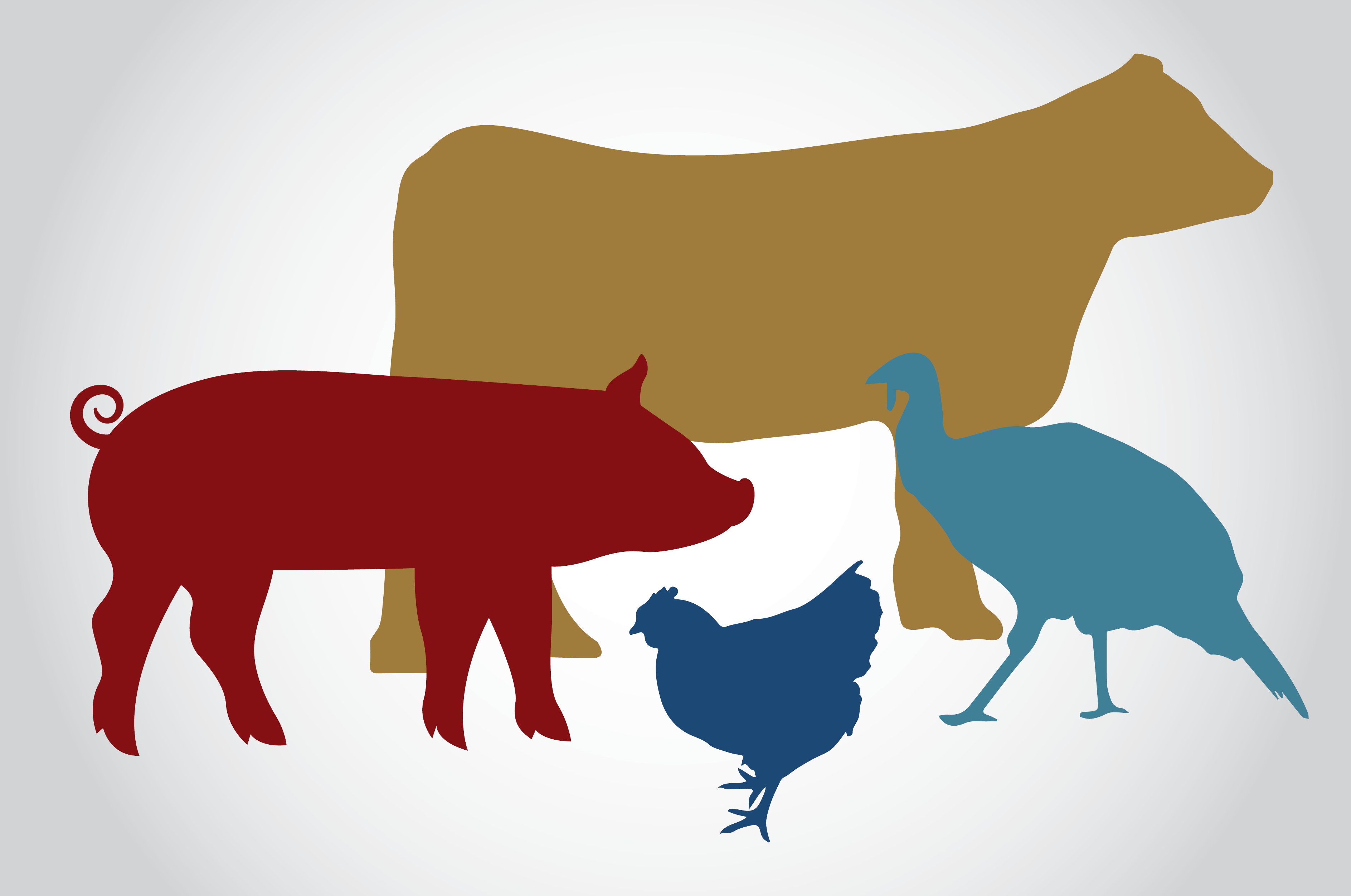 Новые правила убоя животных и последующей ветеринарно-санитарной экспертизы мяса.