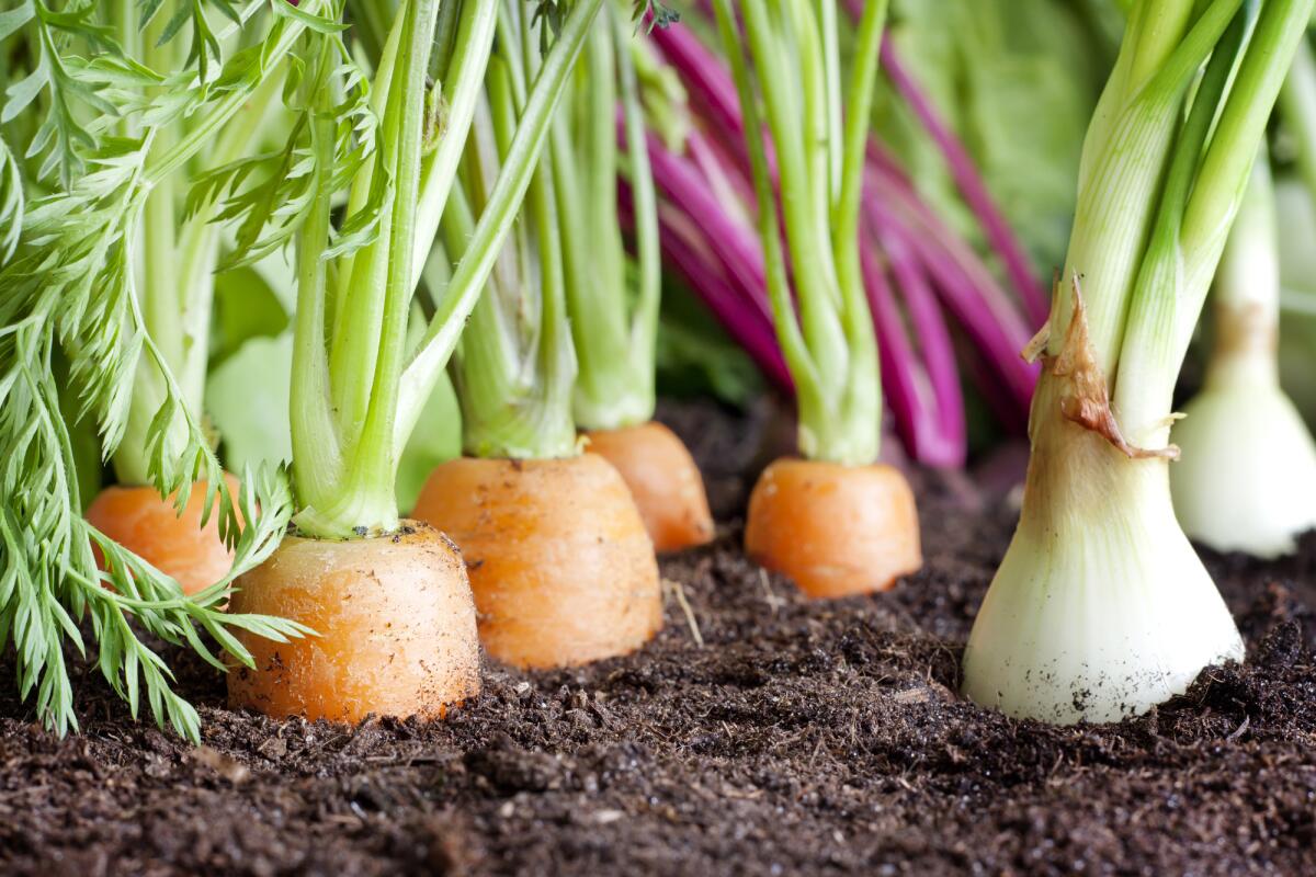 21 марта 2023 года в 11:00 в СДК села Купино состоится выездное совещание по вопросу выращивания овощей открытого и закрытого грунта, а также картофеля в 2023 году.