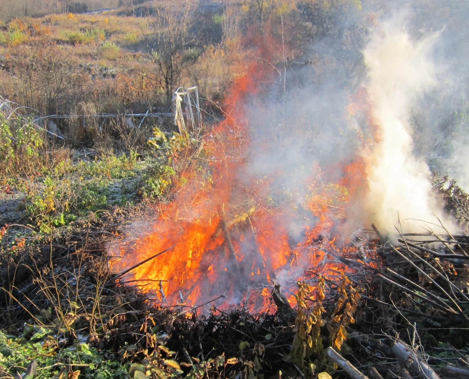 Сжигание порубочных остатков. Сжечь траву на участке. Сжигание растительных остатков. Сжигание листвы.