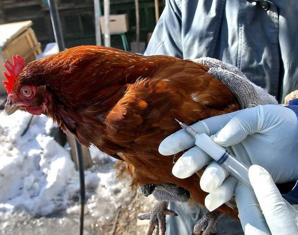 Специалисты государственной ветеринарной службы бесплатно прививают против гриппа птиц.
