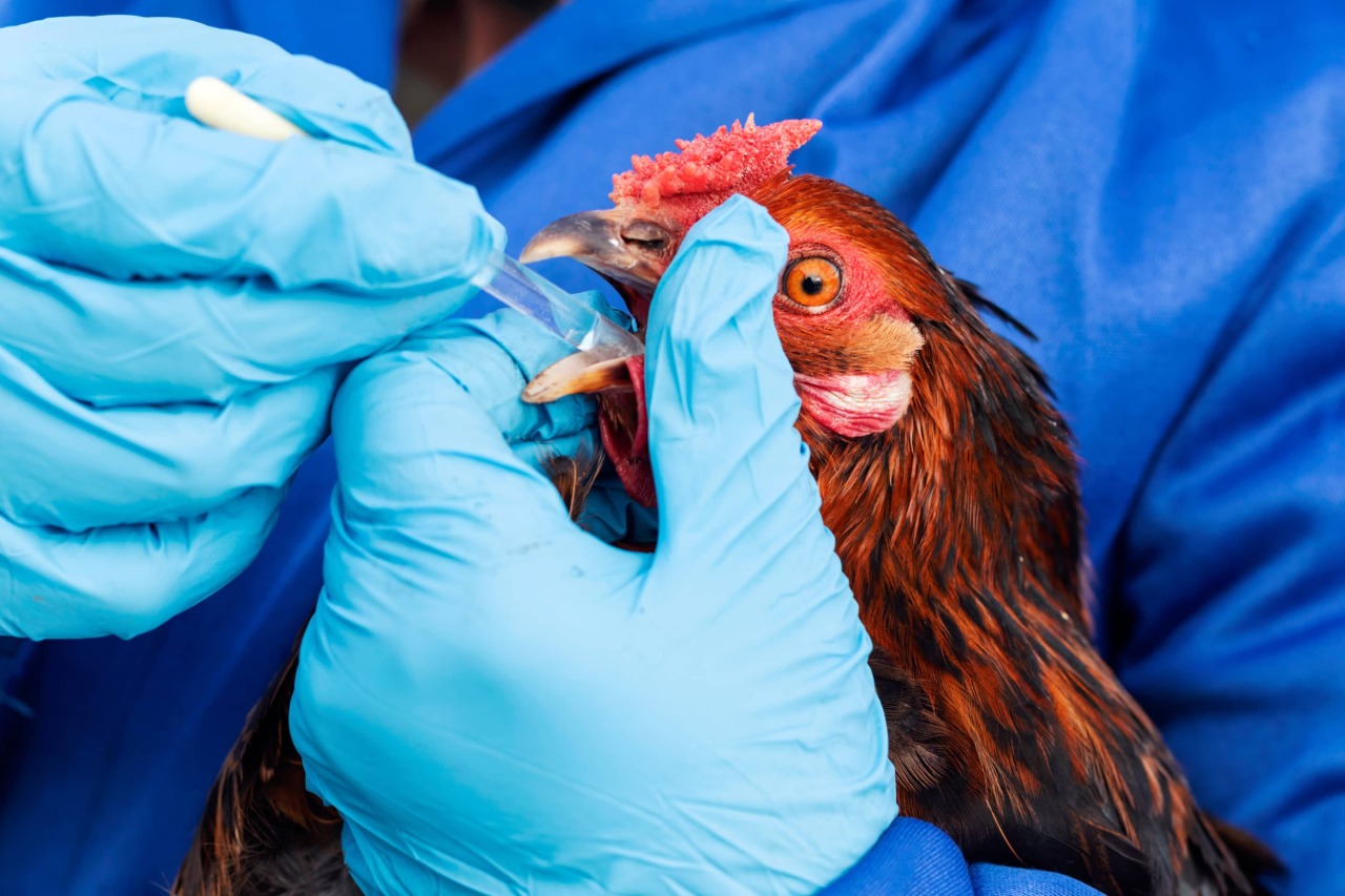 Специалисты государственной ветеринарной службы бесплатно прививают против гриппа птиц.