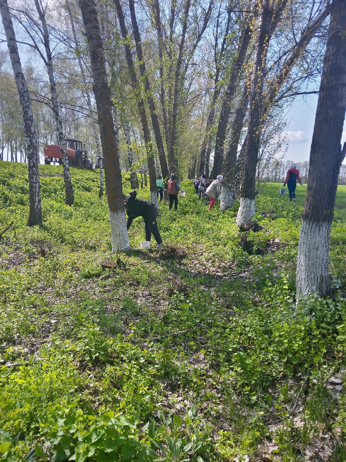 Сегодня, 26 апреля, продолжили побелку лесополосы вдоль трассы Шебекино - Короча..