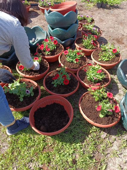 Вчера начали работу по озеленению: высадили цветы петунии в кашпо для МАФов.