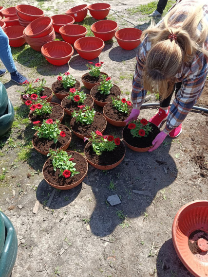 Вчера начали работу по озеленению: высадили цветы петунии в кашпо для МАФов.