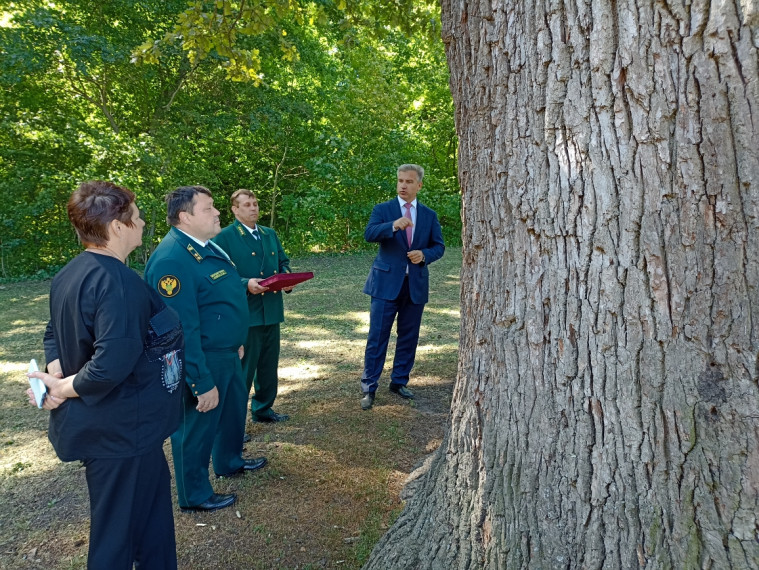 Знаменитый шебекинский «Панский дуб» из села Яблочково занял второе место в национальном конкурсе «Российское дерево года 2023».