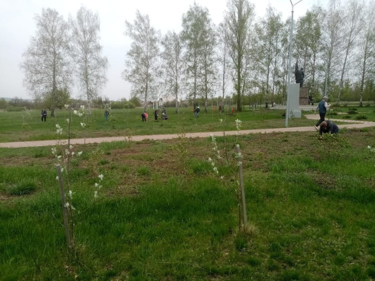Вчера коллективы бюджетных организаций села Купино принял участие в высадке саженцев «Сад Памяти» В Парке Победы села Купино.