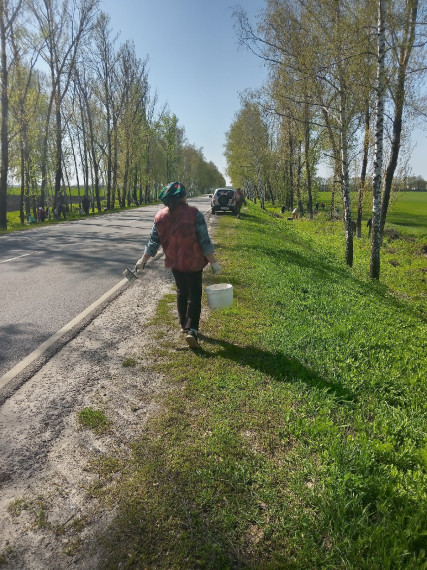 Сегодня, 26 апреля, продолжили побелку лесополосы вдоль трассы Шебекино - Короча..